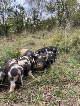 Prasiatka Kune Kune na predaj - 5