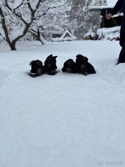 Nemecký ovčiak - 5