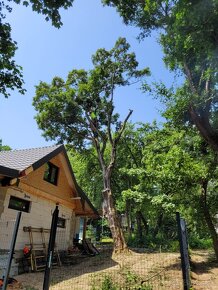 Rizikový výrub a orez stromov, kosenie a údržba pozemkov - 5