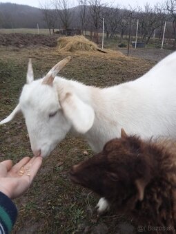 Quessandské ovce a mini koza - 5