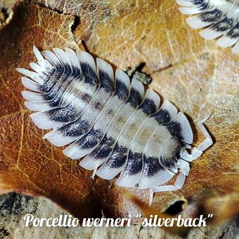 ❤️Exotické isopody - 5