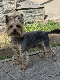 Yorkshirsky terier - 5