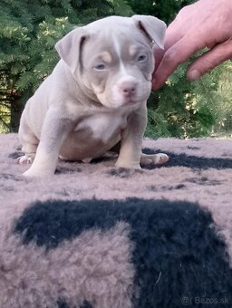 American bully - 5