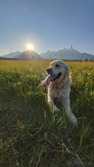 Krytie zlatý retriever - 5