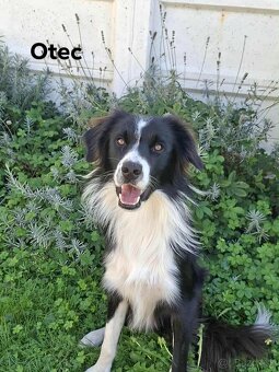 Border collie - 5