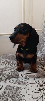 Šteniatko jazvečík krátkosrstý - 5