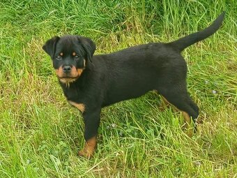 Rotvajler, rottweiler, rtw - 5