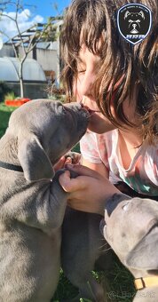 Fenka American Bully XL s pp - 5