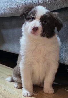 Border collie, kolia - 5
