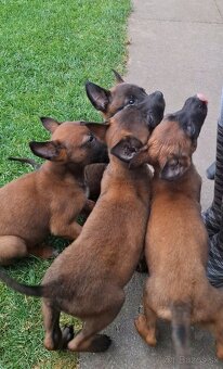Belgický ovčiak malinois - 5