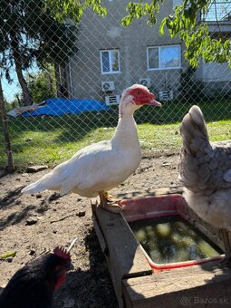 Pyžmové kačice - 5