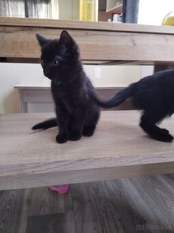 Darujeme mačiatka - 5