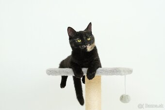 Malá mačička AGÁTKA hľadá domov - 5