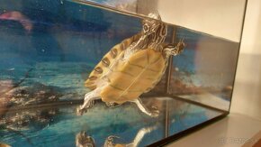 Vodná korytnačka - 5
