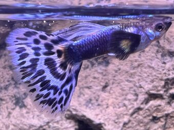 Gubka japan blue mosaic - 5