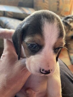 Steniatká beagle - 5
