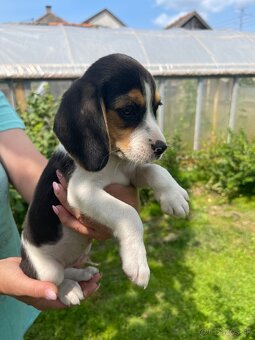 Steniatká beagle, bígl, bigel - 5