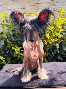 Mini Čínsky chocholatý pes s PP - 5