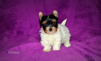 Biewer-yorkshirsky terier mini s pp - 5