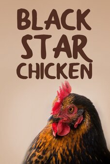 3-týždňové kuričky Bovans a Black Star. T-Šafárikovo. - 5