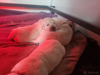 Zlatý retriever - šteniatka s preukazom pôvodu - 5