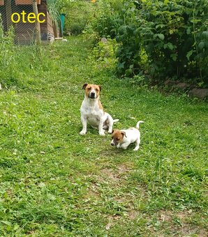 Jack russel terier šteniatka - 5
