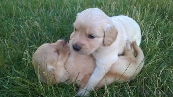 Zlatý retriever šteniatka - 5