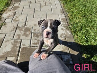 Šteniatká Amerického staffordshire teriéra - Blue - 5