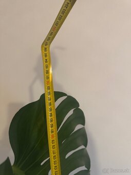 Monstera 190 cm - 5