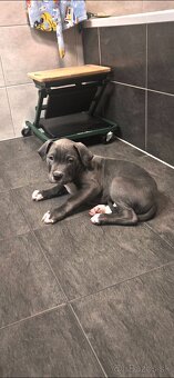 American bully XL - 5