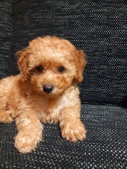 Cavapoo - 5