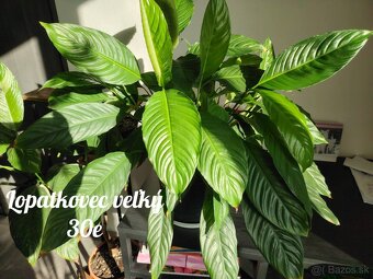 Izbové rastliny - 5