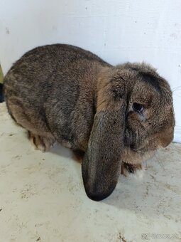 Francúzsky baran - 5