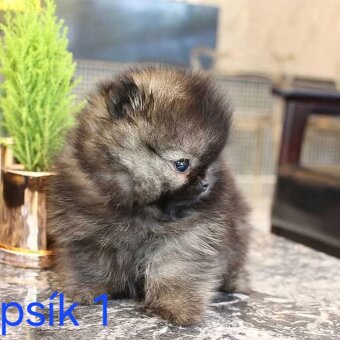 Pomeranian mini - 5