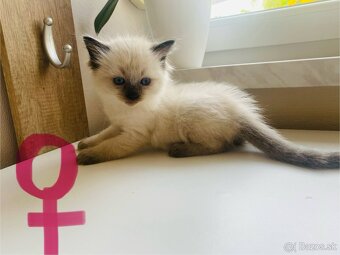 RAGDOLL mačiatka - 5