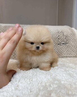 Pomeranian mini cream - 5