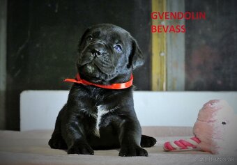 Cane Corso s PP - 5