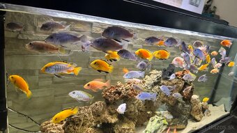 Africke cichlidy - 5