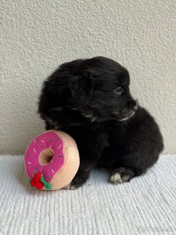 Golden Aussie steniatka - 5