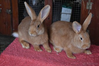 Predam Burgundsky - 5