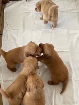 Zlaty retriever, Golden retriever - 5