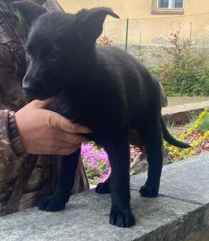 Nemecký ovčiak šteniatka, fenky - 5