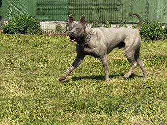 Predám thajského ridgebacka, chovného psa - 5