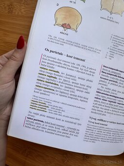 Čihák Anatomie 1 - 5