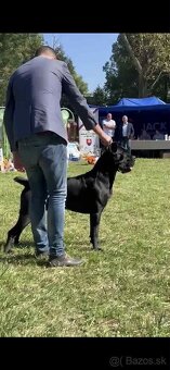 Cane Corso na krytie - 5