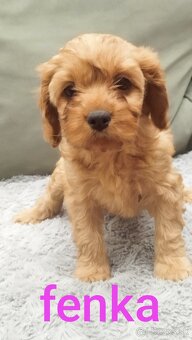 Cavapoo - 5