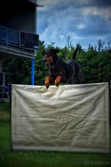 Doberman - štěňata s PP, možnost rezervace - 5