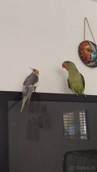 Korela Alexander Veľký - 5