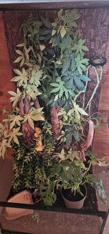 Pagekon riasnatý - PREDÁM - 5