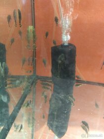 TITÁN FISH - 5